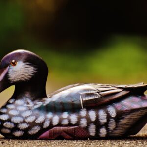 Graf Quakbert von Schnabelstein – Die Ente mit Premium-Aura